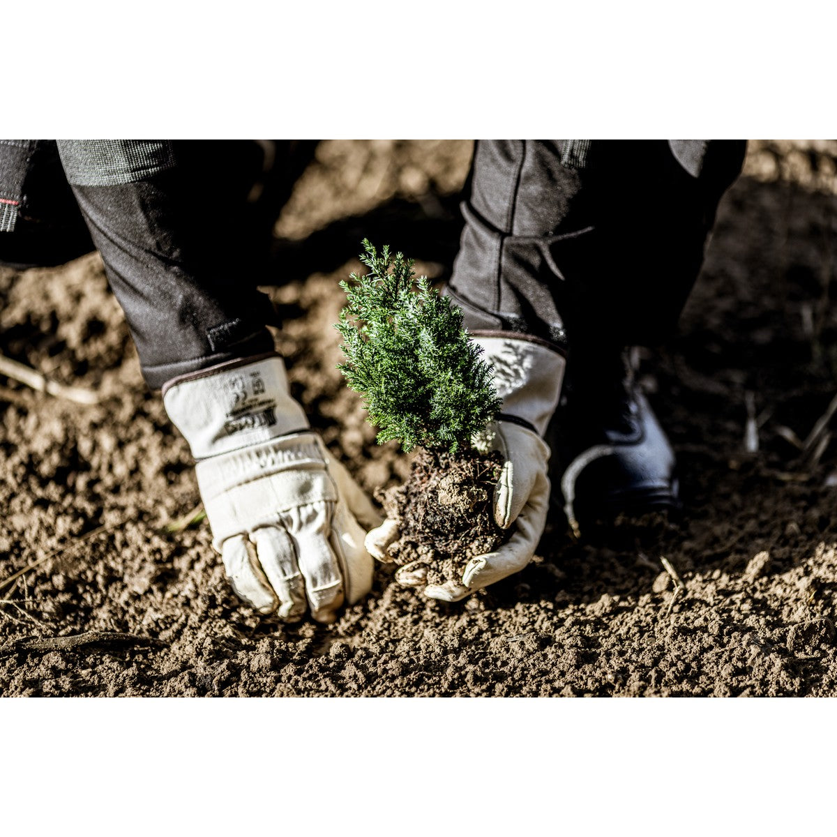 NITRAS handskar av nötskinn, naturlig färg / brun, EN 388 bomull | Förpackning (12 par)