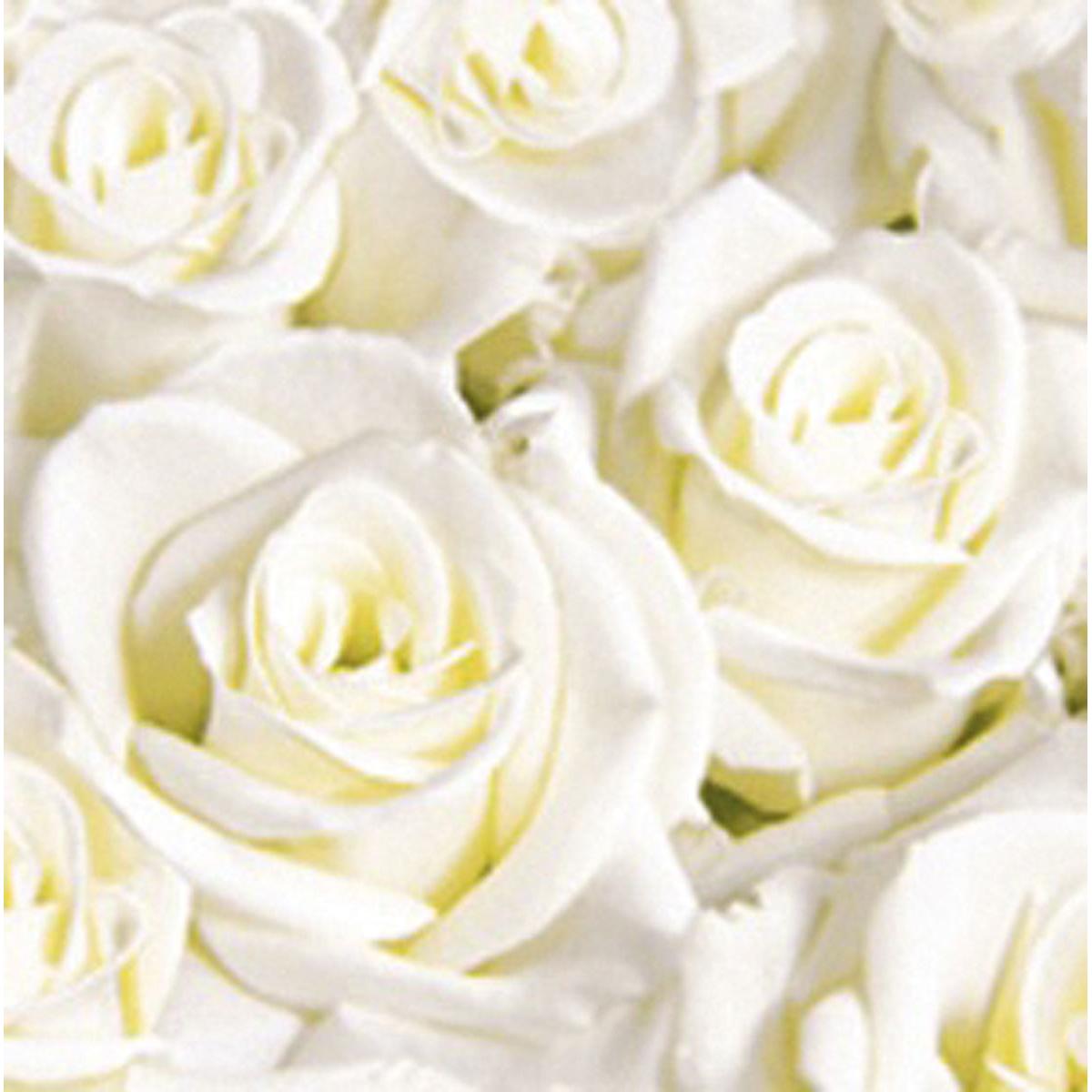 Eine Nahaufnahme von weißen Rosen mit detaillierten Blütenblättern und Zentren in weichem Licht - eine ideale Design-Inspiration für Dunisoft-Servietten 40 x 40 cm 1/4 Falz von Duni GmbH.