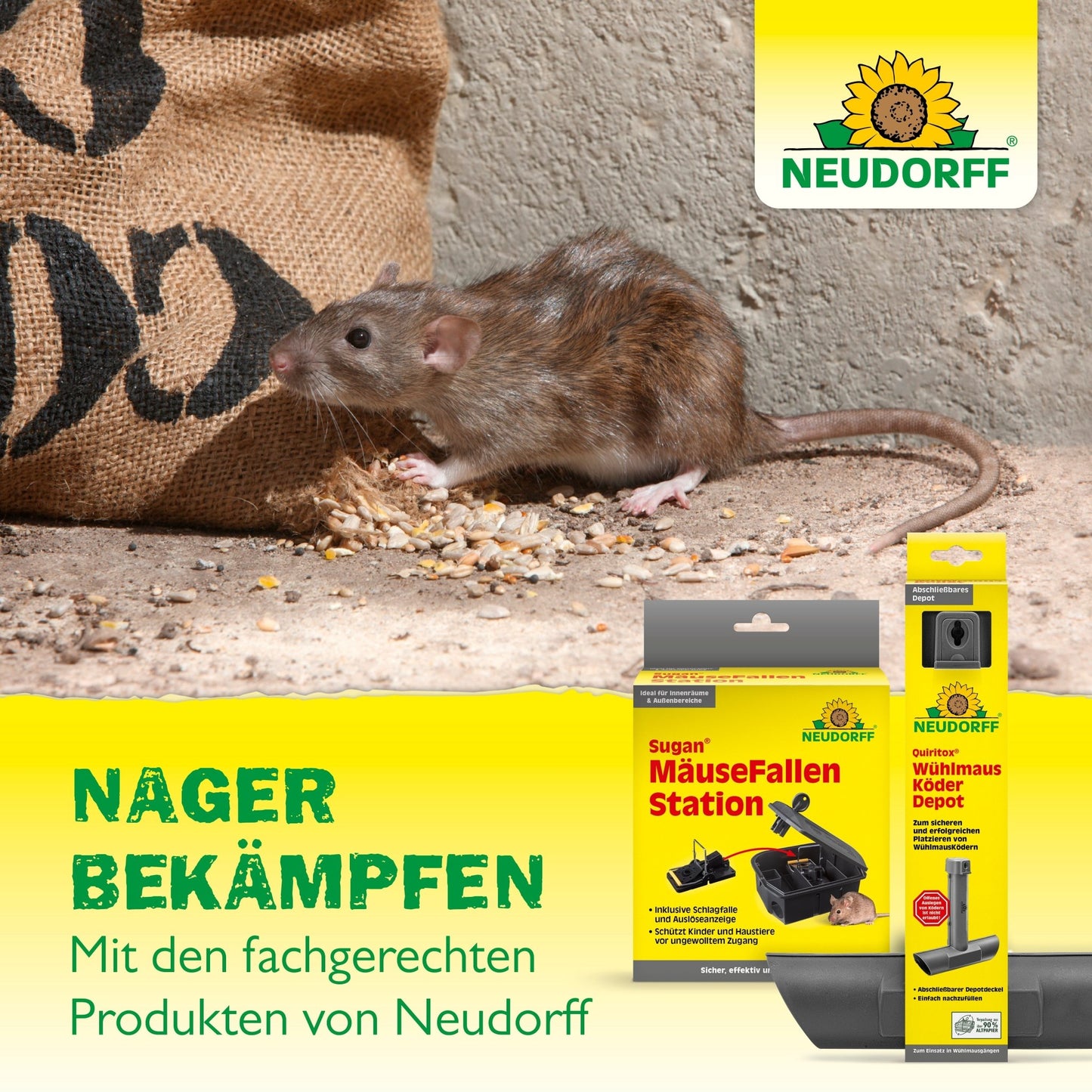 En brun råtta äter spridda korn nära en vägg. I förgrunden syns bekämpningsmedel från Neudorff Shop musgaller som förebygger råttor och möss. En tysk text gör reklam för dessa effektiva lösningar.