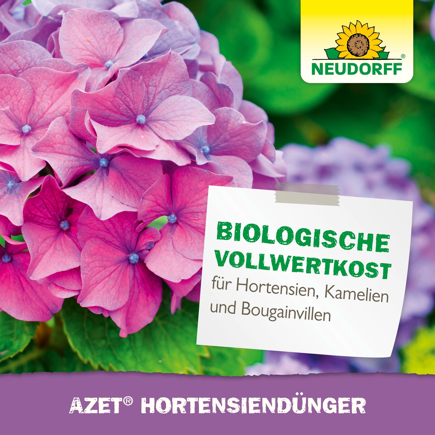 Eine Nahaufnahme von rosa und violetten Hortensienblüten mit einem Etikett mit der Aufschrift "BIOLOGISCHE VOLLWERKOST für Hortensien, Kamelien und Bougainvillen", mit dem Logo des Neudorff Shops und "Azet HortensienDünger" - ideal für den Garten.
