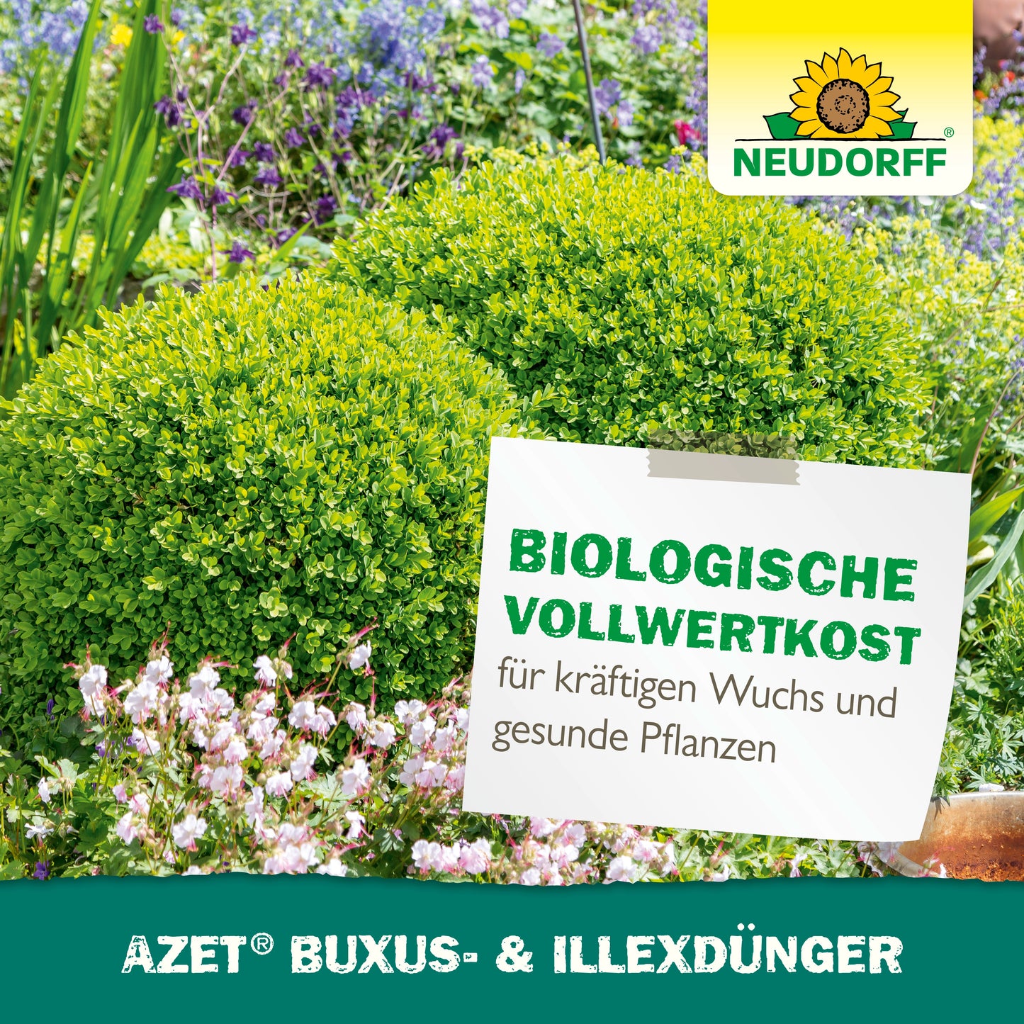 Eine Gartenszene mit üppigem Buchsbaum und Blumen, dazu ein Schild des Neudorff Shops: "Biologische Vollwertkost für kräftigen Wuchs und gesunde Pflanzen. Azet Buxus- & IlexDünger flüssig." Ideal für immergrüne Kübelpflanzen.