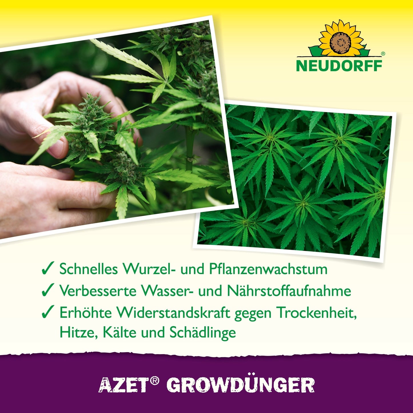 En person inspekterar en frisk cannabisväxt som lyfter fram Azet GrowGödning från Neudorff Shop. Den tyska texten beskriver växtens förbättrade tillväxt och motståndskraft. Ovanför syns Neudorff-logotypen.