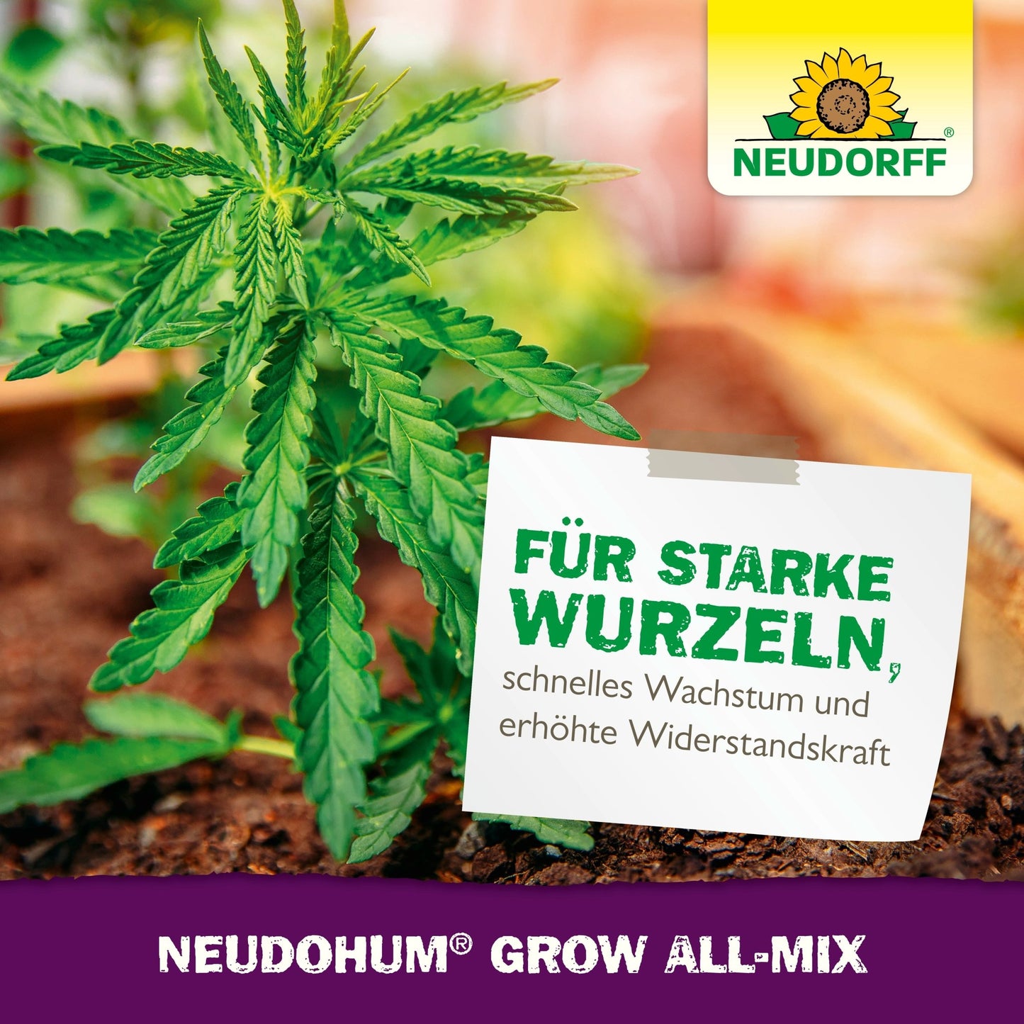 En cannabisväxt frodas i ett trädgårdsland med NeudoHum Grow All-Mix från Neudorff Shop. En tysk skylt framhäver starka rötter, snabb tillväxt, motståndskraft och blomning. Neudorff-logotypen och produktnamnet är synliga.